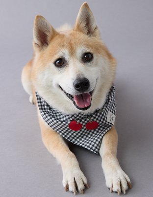 ABO Gingham Cherry Dog Bandana